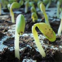 Как Посадить Семена С Алиэкспресс
