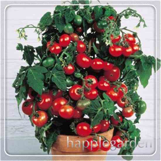 Семена томатов Купить семена на Aliexpress